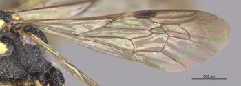 Media type: image;   Entomology 23544 Aspect: Wing front